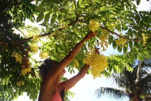 flores 