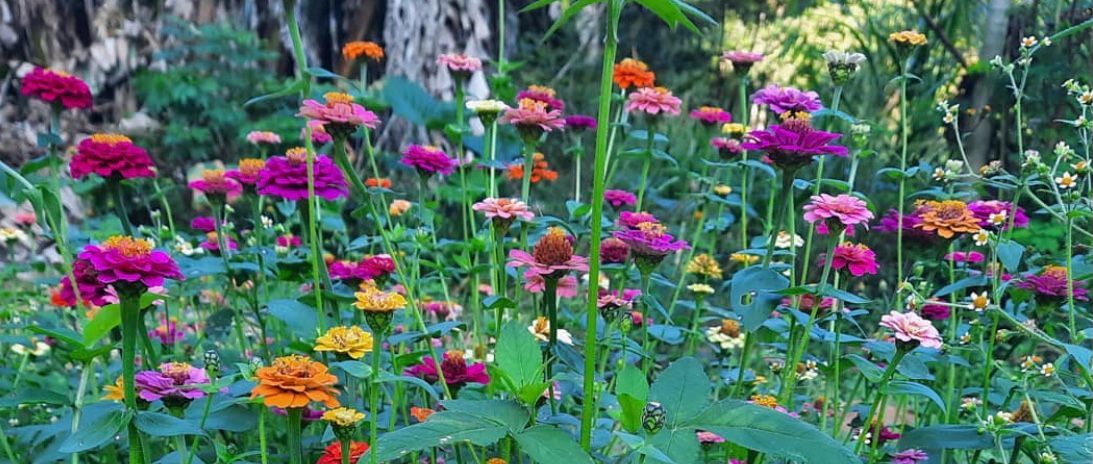 Comemos Flores por Cris Schittini